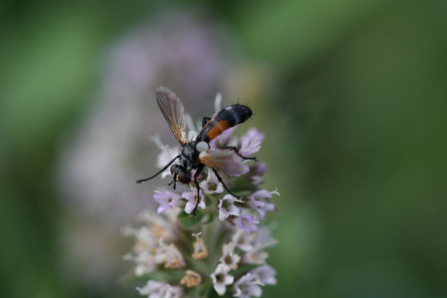 Cylindromyia sp.